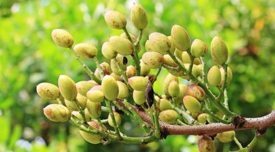 Pisztáciabirodalom épül, és ezek a szövetkezetek jókor vannak jó helyen