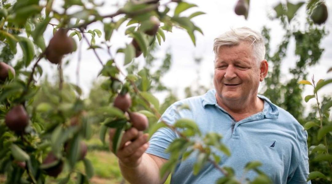 A magyar gyümölcs jövője: minőség, helyi feldolgozás és digitalizáció