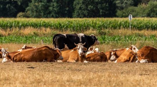 Virtuális tejgazdaság: na de mi az a digitális iker?