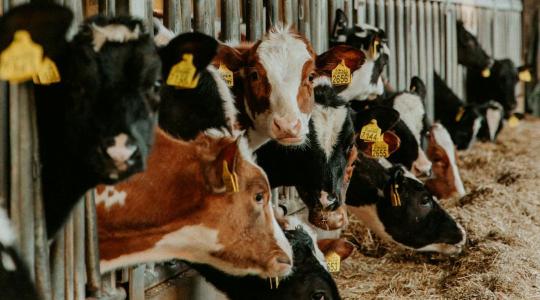 Milyen szerepet játszik az állattartás az antimikrobiális rezisztencia terjedésében?