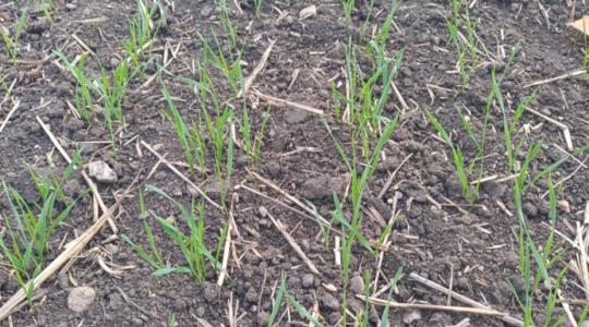 Visszatér a csapadék – de mikor és mennyi esőre számíthatunk?