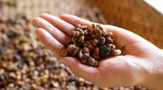 Miért fizetnek vagyonokat egy ürülékből készülő italkülönlegességért?