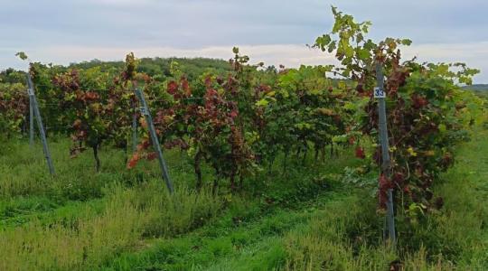 Ez lenne a magyar szőlőtermesztés Trianonja?
