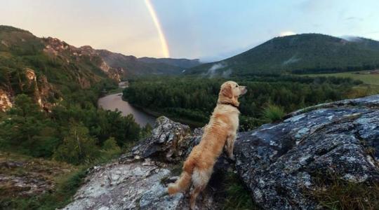 Mit látnak és mire figyelnek a kutyák? 