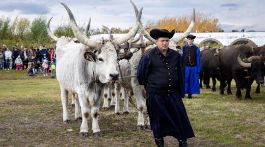 Szent Dömötör napján a Hortobágyon – élő örökség és pásztorbecsület