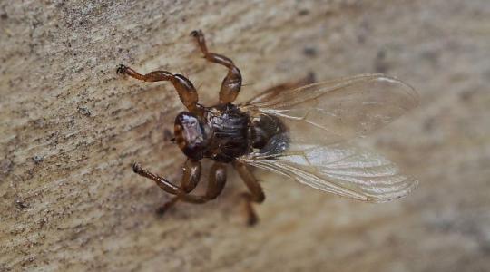Már csak ez hiányzott: megjelent hazánkban a japán szarvas-kullancslégy