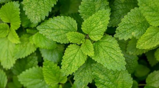 Ezt mindenképpen tudnod kell a citromfűteáról