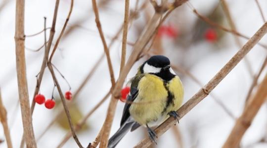Cinegék titkos iskolája – meglepő, kitől tanulnak a fiókák