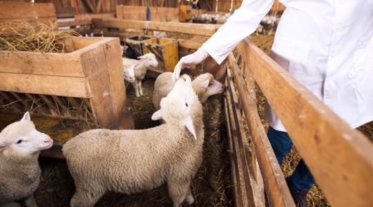 Okosan az antibiotikumokkal: a fenntartható állattenyésztés alapköve lesz ez a módszer