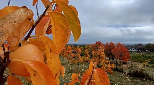 Szedd magad: kiderült, miért imádja mindenki ezt az értékesítési formát
