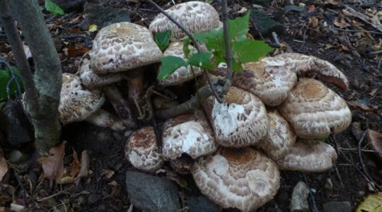 Ehető, mégsem ajánlott leszedni az Év Gombáját