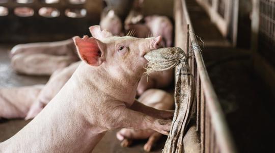 Egyre olcsóbb az egyik húsfajta – így változtak az élőállat- és húsárak október végére