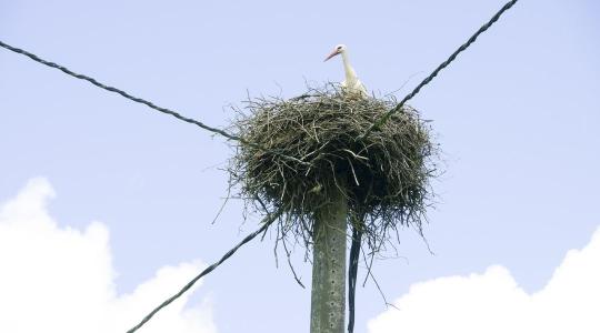 Törvénybe ütközhet a madarak költési idejében végzett munka