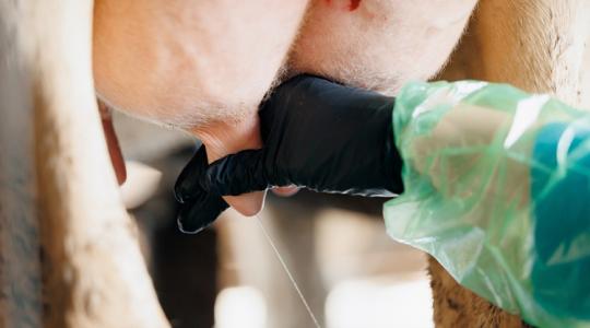 Ez az oka az egyre nehezebben kezelhető tőgygyulladásnak