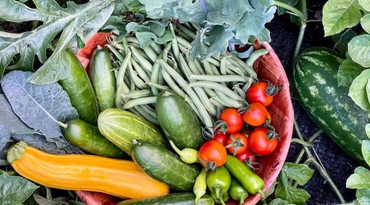 Kiskultúrás növényvédelem: az alapengedélyeké a jövő