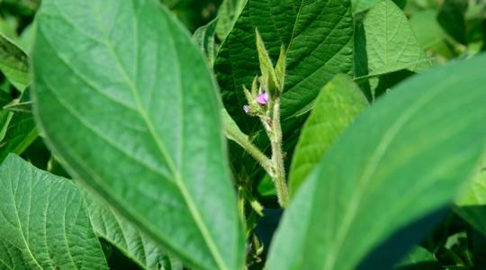 Direktvetéssel művelés nélkül is sikerülhet