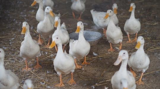 Azonnali felszámolás, szigorú intézkedések: megjelent hazánkban a madárinfluenza