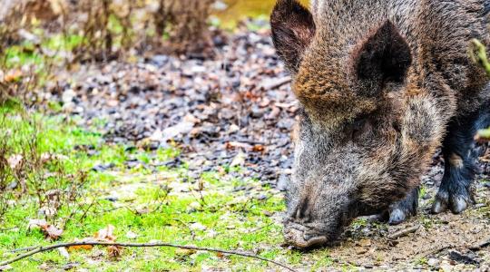 Ősszel nemcsak aratunk – jönnek a vadkárok is