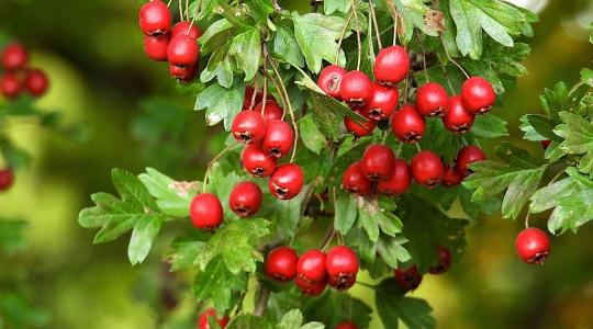 A galagonya csodája – természetes szíverősítő mellékhatások nélkül