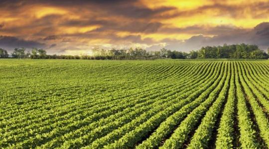 Tudatos stratégiával a szójatermesztés mellett – érdemes velük tartani...