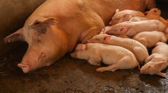 Gyomorfekély sertéseknél: az egyik legnagyobb, mégis alábecsült kockázat