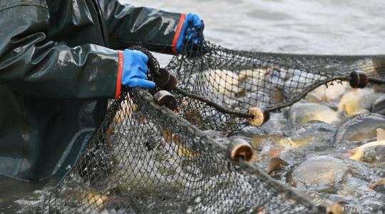 Lesz elegendő hazai hal karácsonyra?