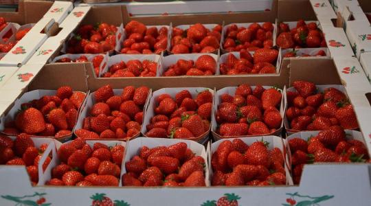 Veszélyben a szamóca: a termesztők újratelepítéssel próbálják menteni a szezont