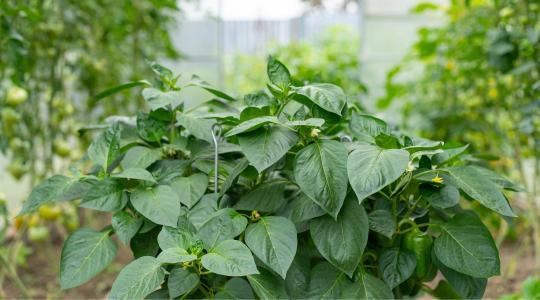 Halból hozam? A halemulziós műtrágya forradalmasítja a mezőgazdaságot