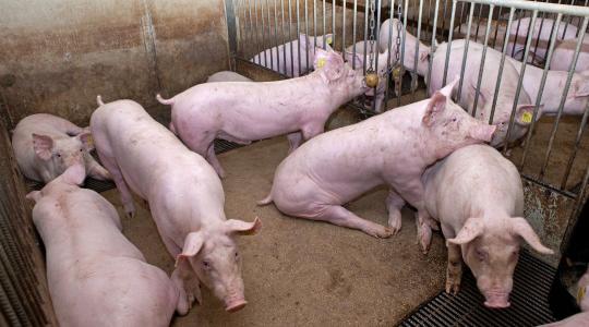 Sertéshiány a világpiacon: új esély a magyar exportnak