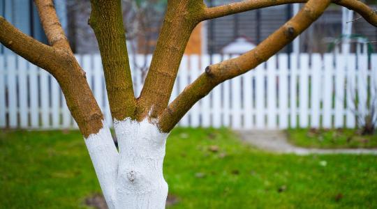Gyümölcsfák fagyvédelme novemberben – gyakorlati megoldások a mínuszok előtt