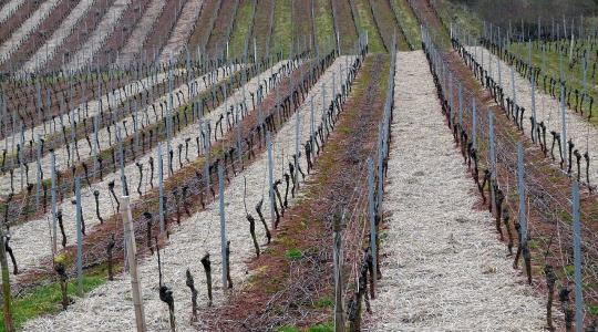 Szőlő lemosó permetezés novemberben – mikor és mivel érdemes?