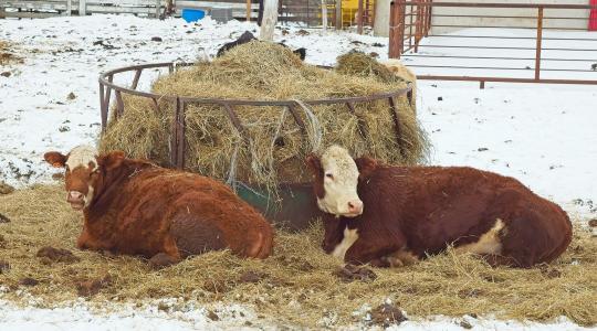 Fagymentes itató megoldások: DIY-tól a profi rendszerekig
