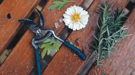 Metszőolló élezése és karbantartása – profi tippek