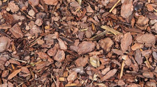 Kéregmulcs használata tél előtt – vastagság, anyag, hibák