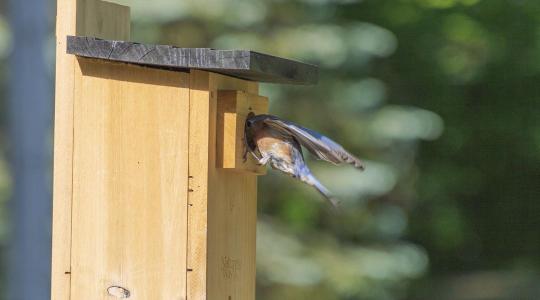 Madárodú kihelyezés tél előtt – méretek és elhelyezés