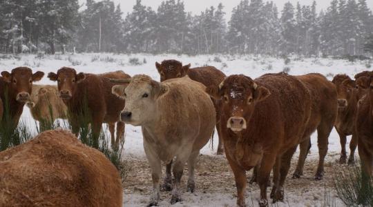 Szarvasmarha téli takarmány stratégia – rost, energia, ásványi anyag