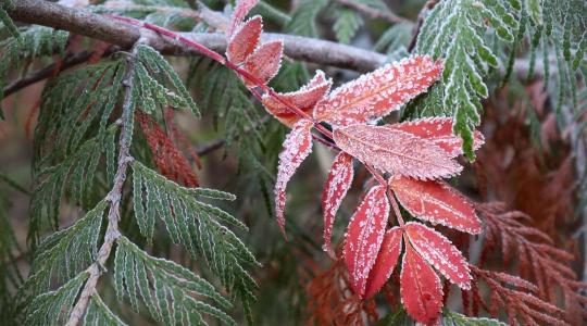 Fagykár gyümölcsfaiskolában – megelőzés és biztosítási alapok
