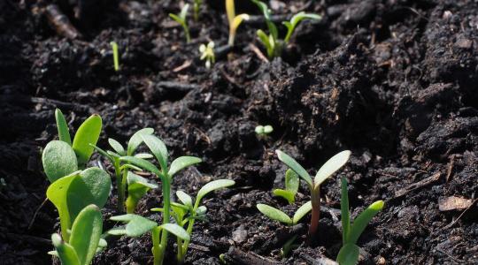 Vetés előtti talaj-előkészítés téli ablakban – mikor jó ötlet?