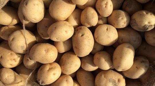 Burgonya ládás tárolása – csírázás és rothadás megelőzése