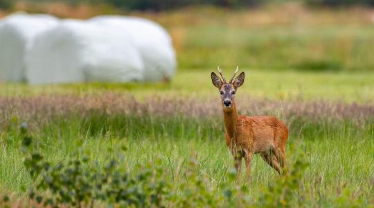 Vadkár elleni kerítés télre – magasság, hálósűrűség, alapozás