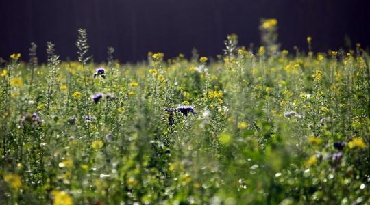 Talajtakaró növények téli viselkedése – mit hagyjunk a felszínen?
