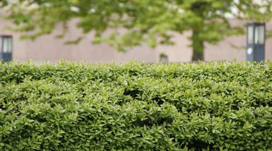 Sövény téliesítése – fajtánkénti útmutató a károk megelőzéséhez