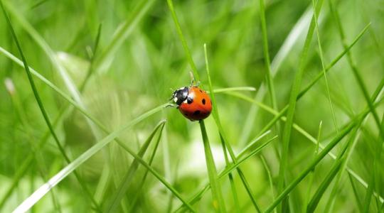 Kertünk hasznos lakói télen sem pihennek