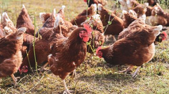 Tombol a madárinfluenza Németországban: már félmillió állatot leöltek