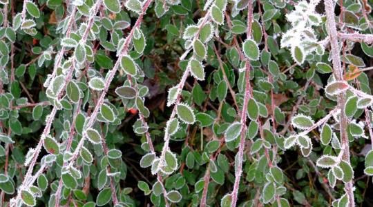 A kertészek titkos trükkje: így lesz zöld az udvarod hó alatt is