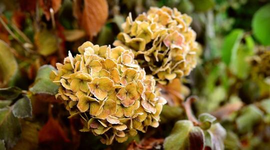 7 növény, amelyet kár metszeni ősszel