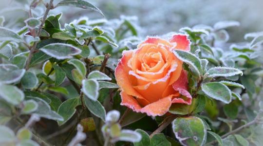 Ezt tedd a rózsákkal, ha nem akarsz tavaszi csalódást