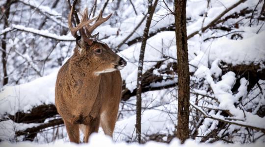 Megosztó téma: etessünk-e vadakat télen?