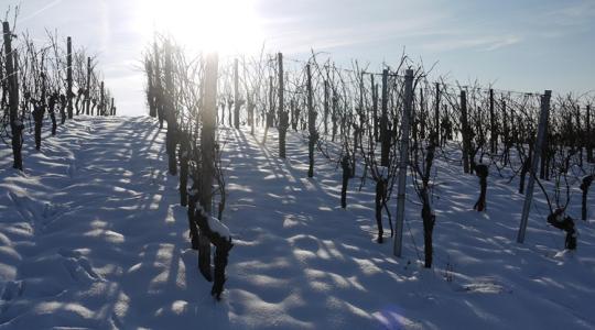 A szőlő igazi téli titka: ezért fontos a lemosás