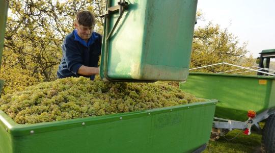 Egyszerűbbé válik a bortermelés: új előírásokat vezet be a kormány